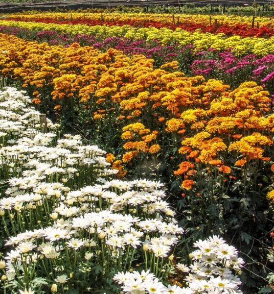 Campo de flores de Holambra/SP (Foto: Alfribeiro/Getty Images)