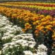 Campo de flores de Holambra/SP (Foto: Alfribeiro/Getty Images)