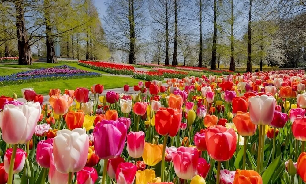 Campo de tulipas em Amsterdã