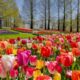 Campo de tulipas em Amsterdã