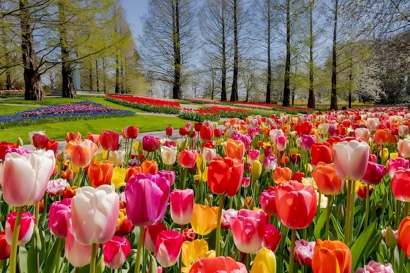 Temporada das tulipas em Amsterdã com luxo