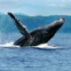 Aproveite a temporada de observação de baleias jubartes em Prado (BA)