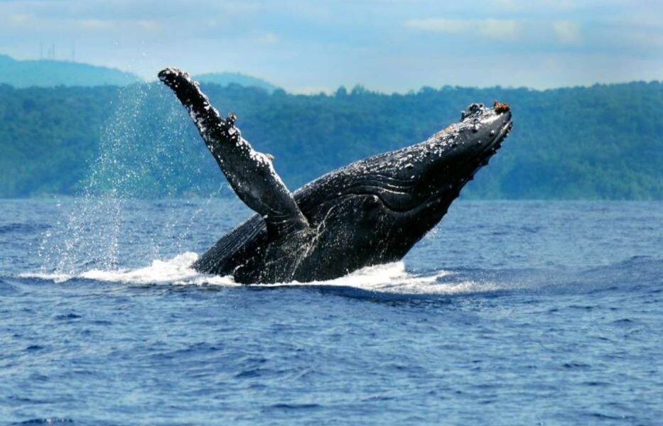 baleia jubarte - temporada de baleias