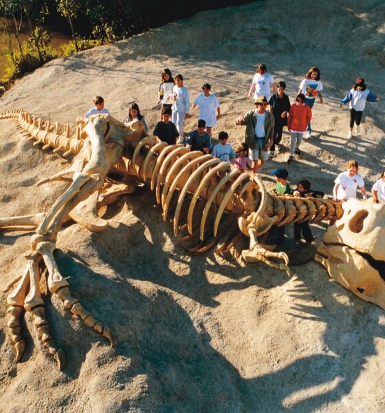 Atividade pedagógica sobre dinossauro no Sítio do Carroção