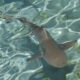Atol de Aldabra: guardião dos tubarões e raias no arquipélago de Seychelles