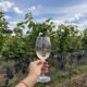 Minas Gerais: terra do queijo, do torresmo… e dos vinhos!