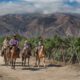 O caminho do Vinho em Salta: um passeio entre vinhedos e montanhas