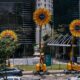 Virada Sustentável retorna ao Rio de Janeiro depois de cinco anos